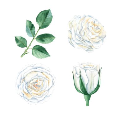 White roses buttons and green leaf set isolated on white background. Watercolor hand drawn botanical illustration. Ideal for stickers, cards, bouquets, wreaths, arrangements, wedding invitations