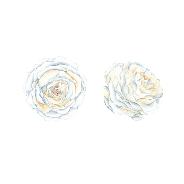 White Roses Buttons Set Isolated White Background Watercolor Hand Drawn — Stock Photo, Image