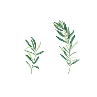 Green olive branches set isolated on white background. Watercolor hand drawn botanical illustration. Can be used for cards, logos and food design.