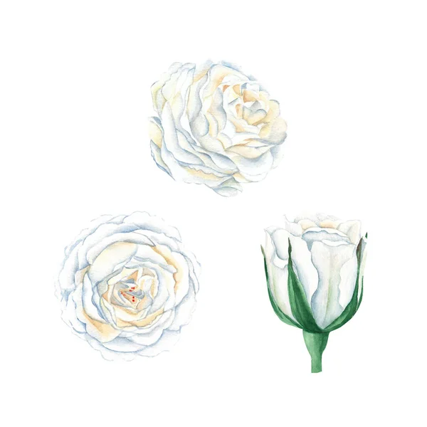 White Roses Buttons Set Isolated White Background Watercolor Hand Drawn — 스톡 사진