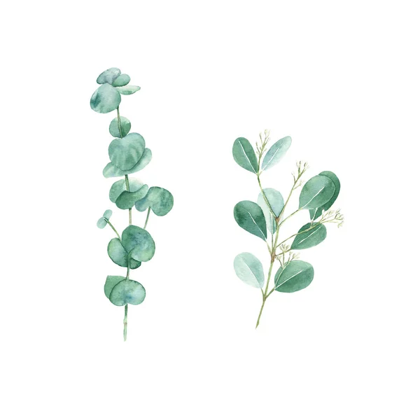 Green Eucalyptus Branches Set Isolated White Background Watercolor Hand Drawn — Stock fotografie