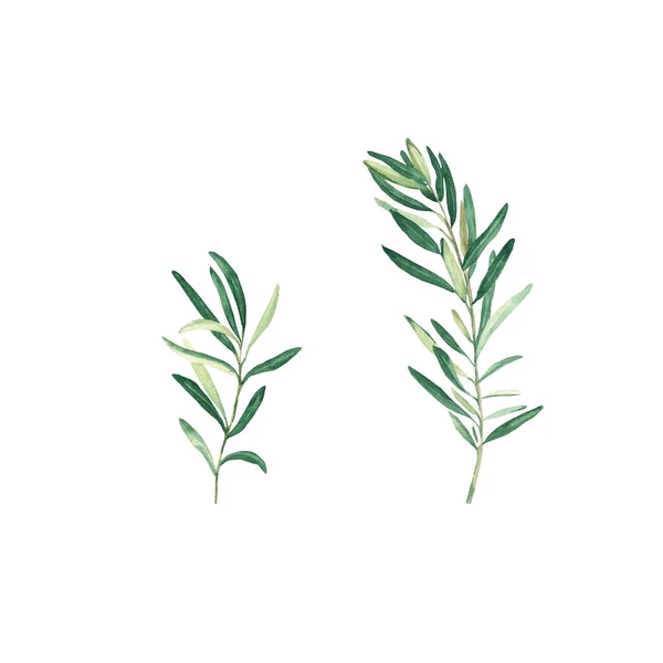 Green Olive Branches Set Isolated White Background Watercolor Hand Drawn — Stock fotografie