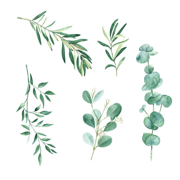 Green eucalyptus, olives and pistachio branches set isolated on white background. Watercolor hand drawn botanical illustration. Perfect for greeting cards, posters, wedding invitations, logos and