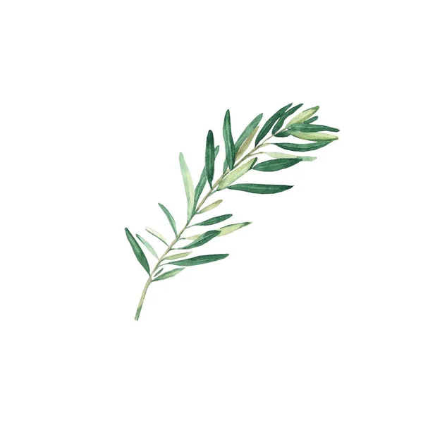 Green Olive Branch Isolated White Background Watercolor Hand Drawn Botanical — Foto Stock
