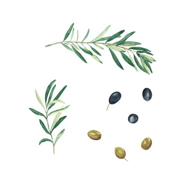Olive branches, green and black olives set isolated on white background. Watercolor hand drawn botanical illustration. Can be used for cards, logos and food design.