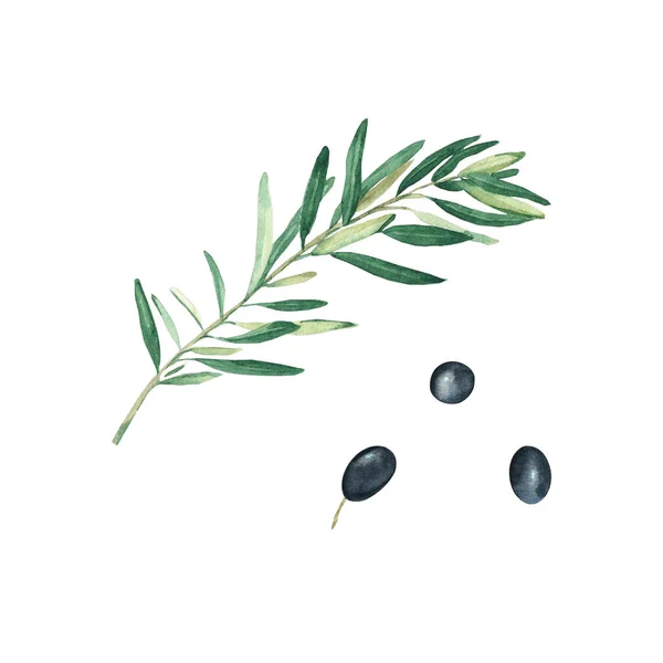 Olive Branch Black Olives Set Isolated White Background Watercolor Hand — Stok fotoğraf