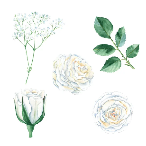White Roses Buttons Green Leaf Gypsophila Set Isolated White Background — Photo