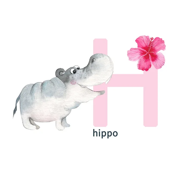 Letter H, hippo with hibiscus, cute kids colorful animals ABC alphabet. Watercolor illustration isolated on white background. Can be used for alphabet or cards for kids learning English vocabulary and