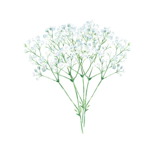 Gypsophyla. Twigs with small white flowers. Babys-breath. Watercolor illustration Isolated on white background. Hand drawn botanical illustration. Perfect for greeting cards, wedding invitations and