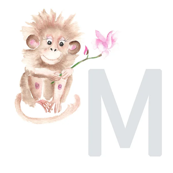 Letter M, monkey, cute kids animal ABC alphabet. Watercolor illustration isolated on white background. Can be used for alphabet or cards for kids learning English vocabulary and handwriting.