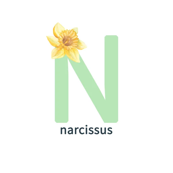 Letter N, narcissus, colorful flower ABC alphabet. Watercolor botanical illustration isolated on white background. Can be used for alphabet or cards for kids learning English vocabulary and