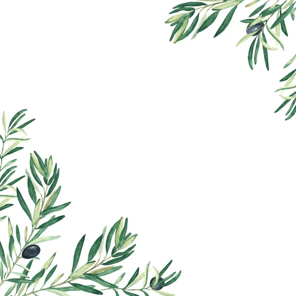 Olive tree corners. Black olives. Vegan food illustration. Hand drawn watercolor botanical illustration isolated on white background. Can be used for cards, logos and food design