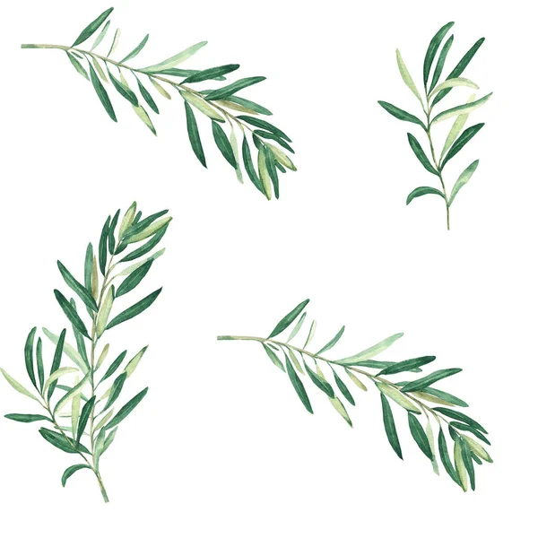 Beyaz arka planda siyah zeytin dalları olan dikişsiz suluboya deseni. Tekstil, duvar kağıdı baskıları, mutfak, yemek ve kozmetik tasarım için kullanılabilir