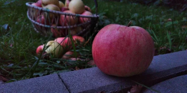 Yerde Taze Toplanmış Kırmızı Elmalar Planda Bir Elma Diğerleri Sepette — Stok fotoğraf