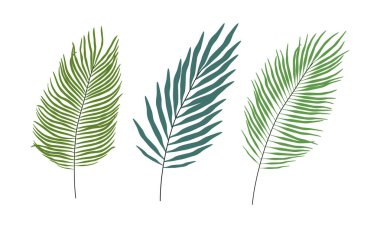 El çizimi, palmiye yapraklarının hoş bir yaz çizimi. Basit renkli karalama stilinde düz vektör botanik ön elementler. Tropikal egzotik çiçek ikonu ya da parmak izi. Beyaz arkaplanda izole.