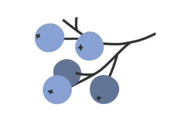 Mavi sonbahar ya da kış meyvelerinin hoş çiçek çizimi. Düz vektör dalı ya da basit renkli karalama stili. Orman, doğa çıkartması, ikon ya da baskı. Beyaz arkaplanda izole.