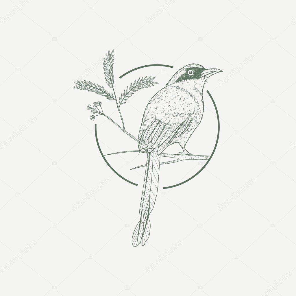 MOTMOT BIRD AND GUANACASTE TREE HAND DRAWN ILLUSTRATION