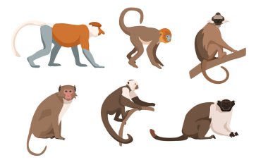 Çizgi film stili maymunlar. Vektör çizimi. Maymun türleri, hortum, altın burunlu, panama beyaz yüzlü kapuçin, rhesus, siyah ibikli sumatran langur, pied tamarin.