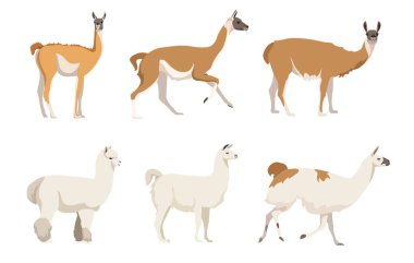 Güney Amerika 'da çizgi film tarzında camelids seti. Beyaz arka planda izole edilmiş otobur hayvanların vektör çizimi. Lama, alpaka, vicuna, guanaco resimlerindeki kamelya türleri..