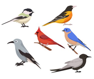 Çizgi film tarzında beyaz arka planda izole edilmiş kuşların vektör kümesi. Resimdeki kuş türleri siyah başlıklı piliç, Baltimore Oriole, kardinal, doğu mavi kuş, siyah deniz feneri..