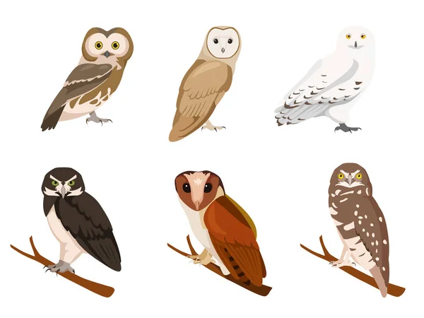 Zestaw Sowy Stylu Kreskówki Wektorowa Ilustracja Ptaków Drapieżnych Odizolowanych Białym — Wektor stockowy