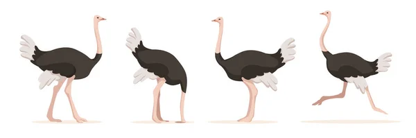 Set Van Struisvogels Verschillende Hoeken Emoties Een Cartoon Stijl Vector — Stockvector