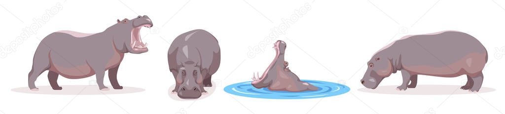 Set of hippo in different angles and emotions in cartoon style. Vector illustration of herbivorous African animals isolated on white background.