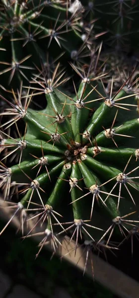 Green Spike Cactus Zoo — Stock Photo, Image