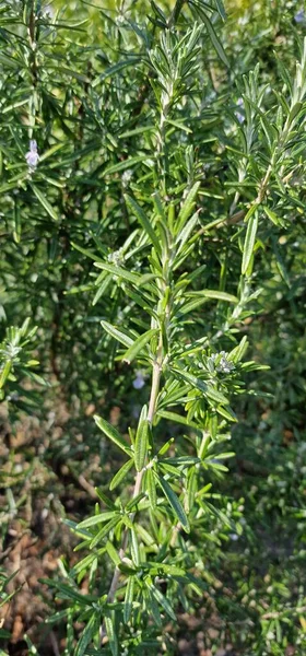 Green Herb Garden Rosemary — Stock Photo, Image