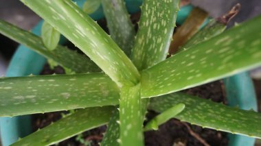 Aloe vera bitkisi çiçek bahçesinde