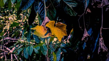Sarı yaprakların seçici odak noktası yeşil yapraklar arasındadır