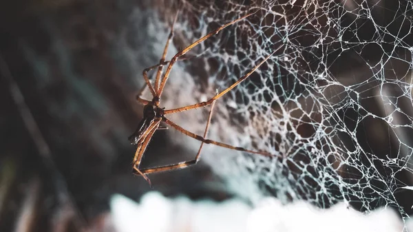 Вибірковий Фокус Туші Павука Які Висять Прямо Своїх Мережах Протягом — стокове фото