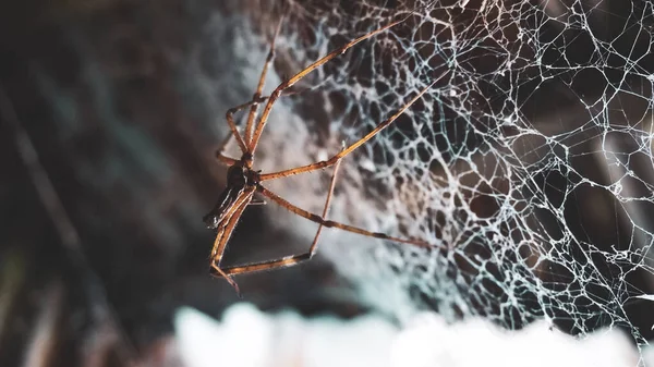 Foyer Sélectif Des Carcasses Araignée Qui Sont Suspendues Dans Leurs — Photo