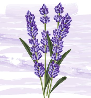 Suluboya arka planda lavanta buketi. Vektör ayrıntılı üç boyutlu elementler