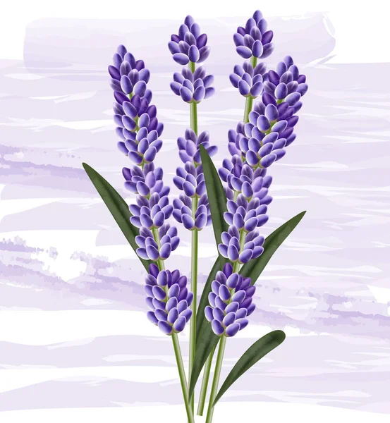 Suluboya arka planda lavanta buketi. Vektör ayrıntılı üç boyutlu elementler