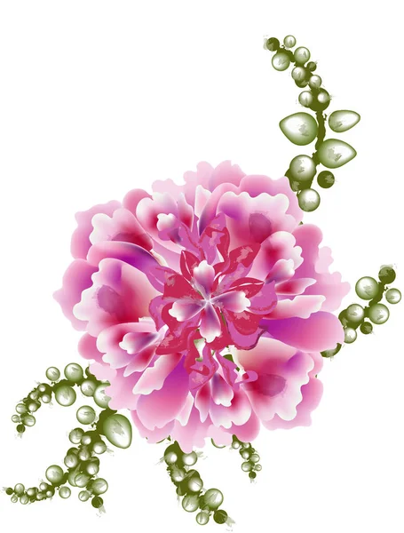 Peony Flower Bloom Botany Card Watercolor Vector Illustration — 图库矢量图片
