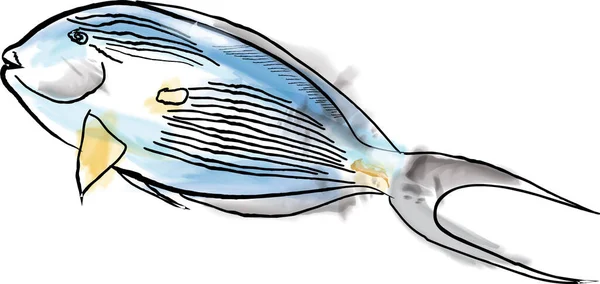Surgeon Fish Watercolor Vector Red Sea Species Illustration Handmade — Stock Vector