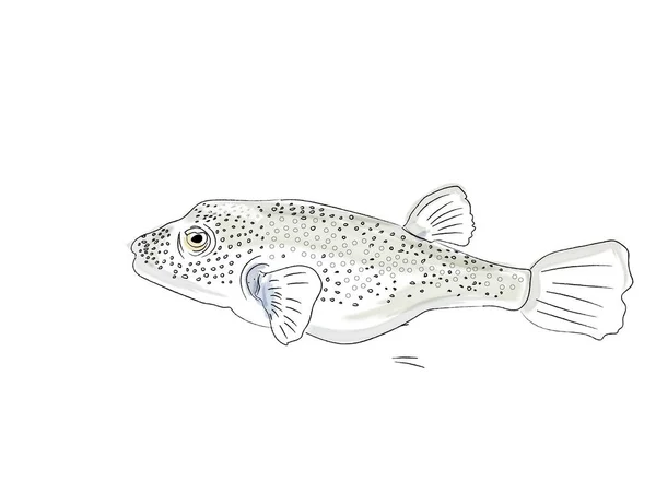 Kugelfisch Aquarell Vektor Tierwelt Marine Arten Illustration — Stockvektor