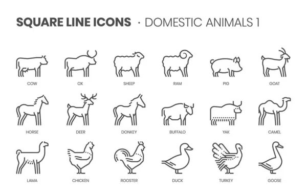 Animais Domésticos Relacionados Pixel Perfeito Curso Editável Scalable Square Line —  Vetores de Stock