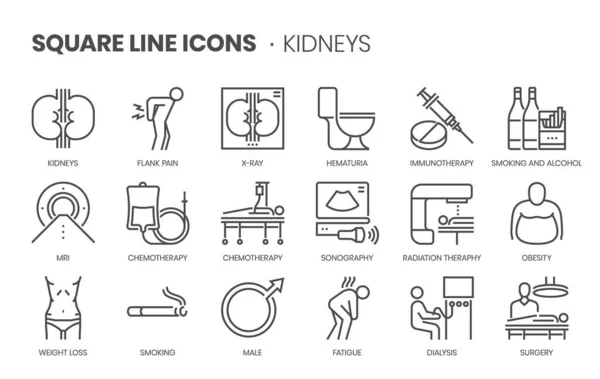 Kidneys Related Pixel Perfect Editable Stroke Scalable Square Line Vector — Vector de stock