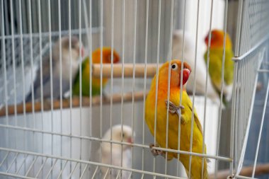 Kafesteki renkli aşk kuşları grupları