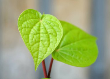 Belirsiz arkaplanı olan betel sarmaşıkları