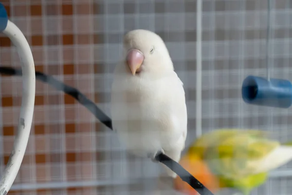 Sevimli beyaz aşk kuşları kafeste uyurlar.