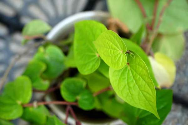 Beyaz tencere görünümlü betel sarmaşıkları