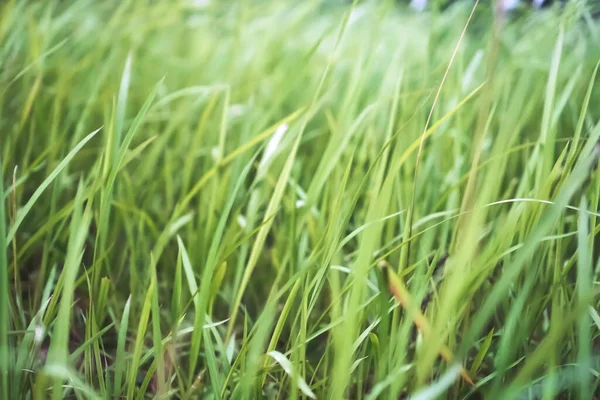 Grünes Wildes Gras Weicher Farbe — Stockfoto