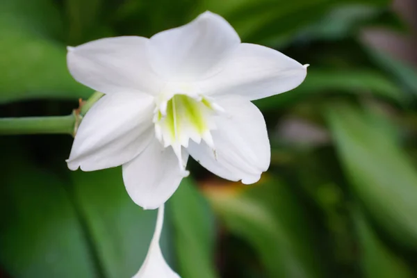 Flor Branca Florescendo Com Folhas Para Trás — Fotografia de Stock