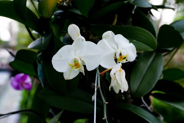 Yapraklı beyaz çiçek bitkileri