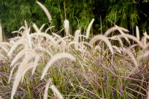 Fontana Erba Penissetum Setacum Giardino — Foto Stock