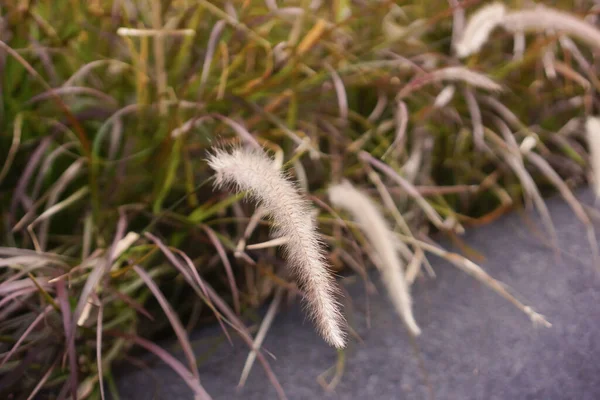 Фонтан Травы Penissetum Setacum Саду — стоковое фото