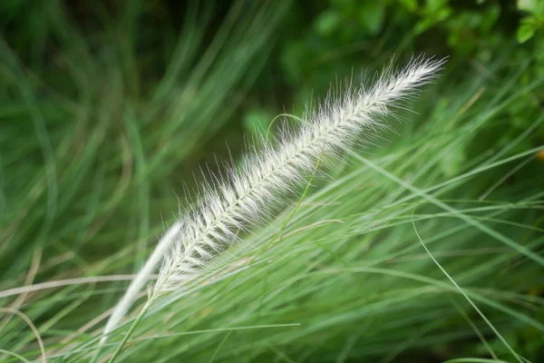 Brunnen Gras Penissetum Setacum Garten — Stockfoto